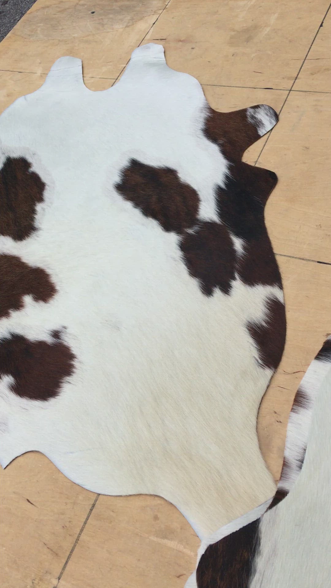 Speckled Tricolor cut out cowhides