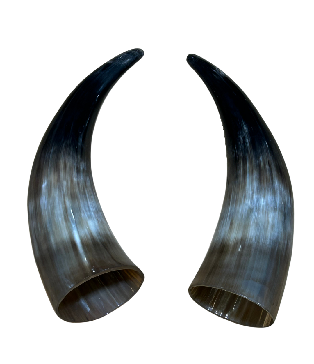 Polished Cow Horn - 8”-10” (Set of 2)