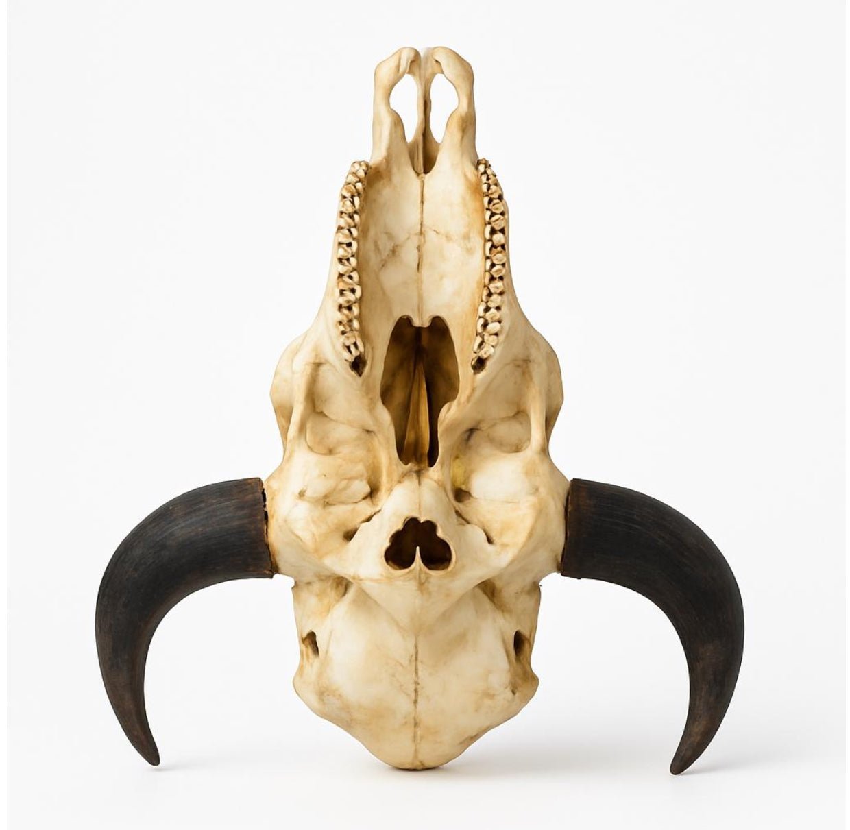 American Bison Skull | Authentic Weathered Bone & Natural Dark Horns – Approx. 2 feet. - Hides & Leathers - longhorn horns