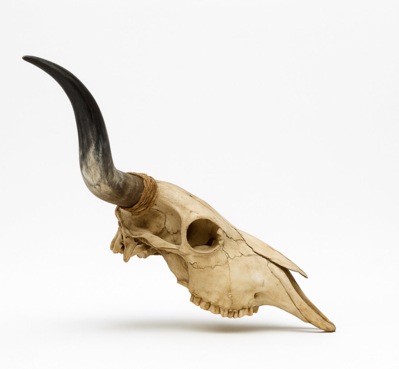 Authentic Texas Longhorn Skull | Real Bone With High - Polish Curved Horns – 4 Ft Horn Span - Hides & Leathers - longhorn horns