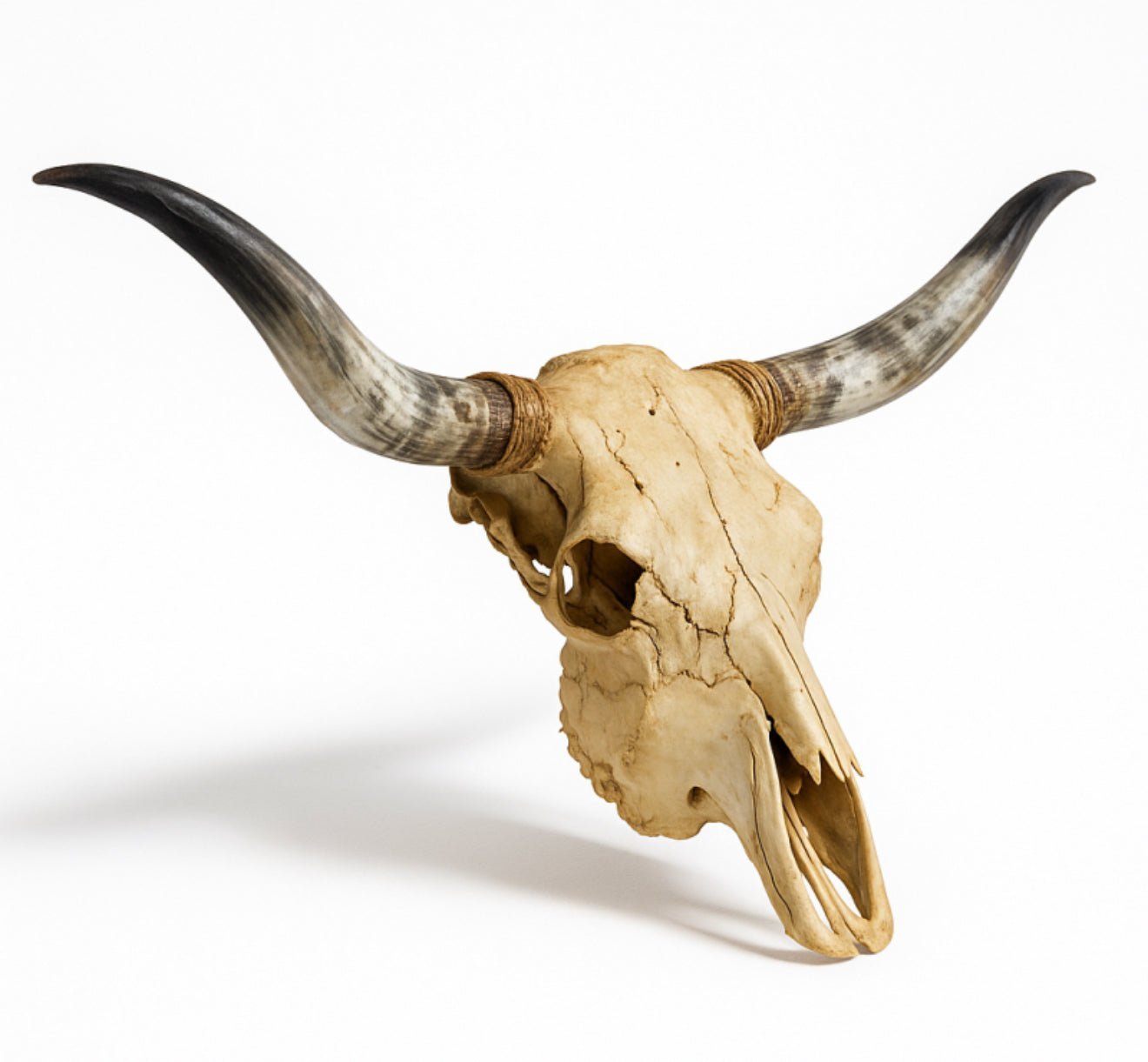 Authentic Texas Longhorn Skull | Real Bone With High - Polish Curved Horns – 4 Ft Horn Span - Hides & Leathers - longhorn horns