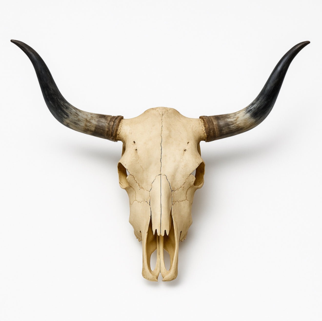 Authentic Texas Longhorn Skull | Real Bone With High - Polish Curved Horns – 4 Ft Horn Span - Hides & Leathers - longhorn horns