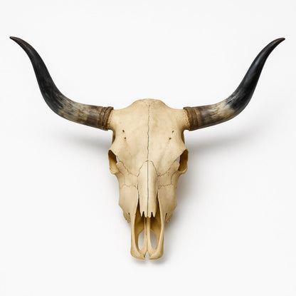 Authentic Texas Longhorn Skull | Real Bone With High - Polish Curved Horns – 4 Ft Horn Span - Hides & Leathers - longhorn horns