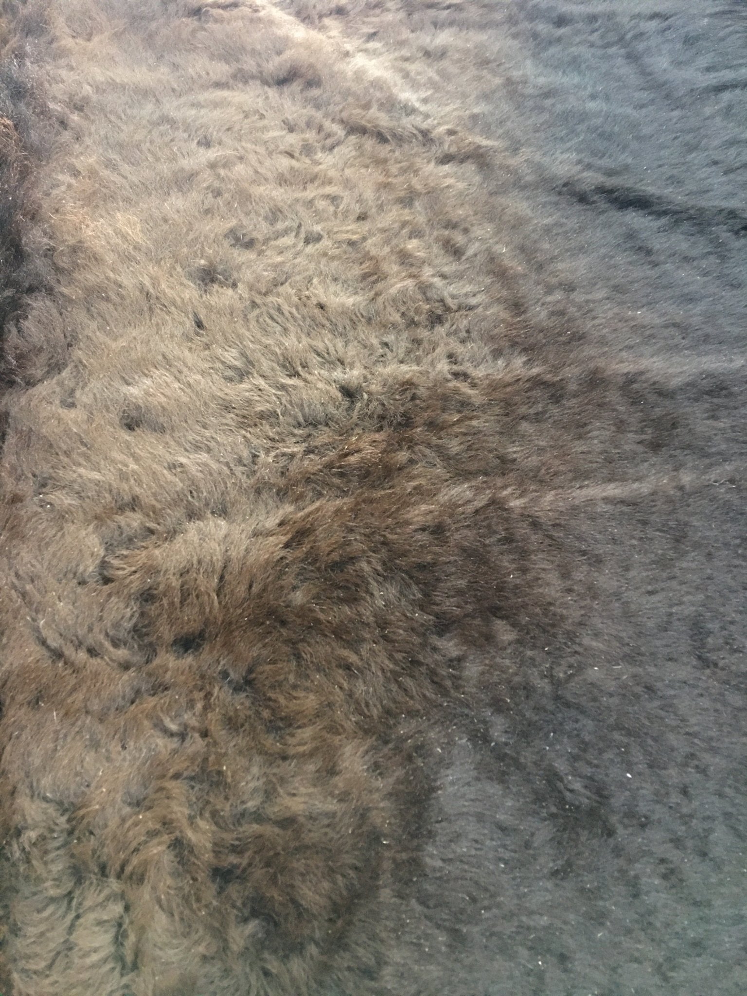 Buffalo / Bison Rug & Hide - First Grade Extra Large - Hides & Leathers - Bison Rugs
