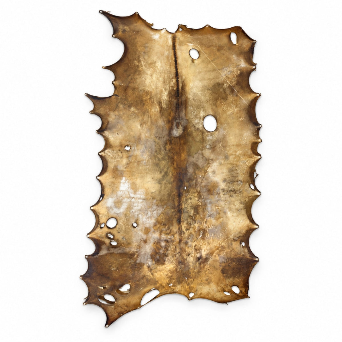 Elk Rawhide | Natural Drum Making Hide – American, Approximately 6 lb - Hides & Leathers - Rawhide