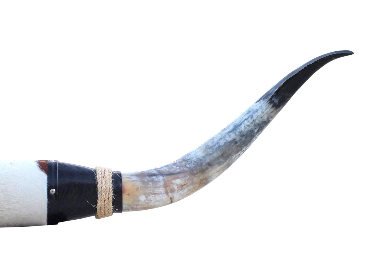 Genuine Mounted Polished Steer Horns - 5' Long - Hides & Leathers - accessories