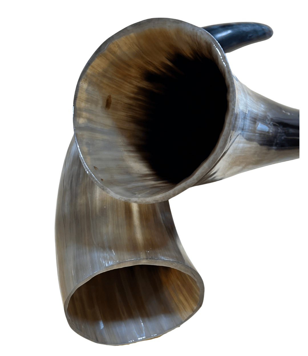 Polished Cow Horns - Hides & Leathers - longhorn horns