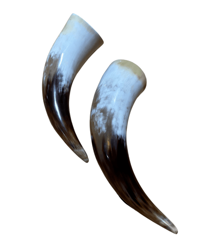 Polished Cow Horns - Hides & Leathers - longhorn horns