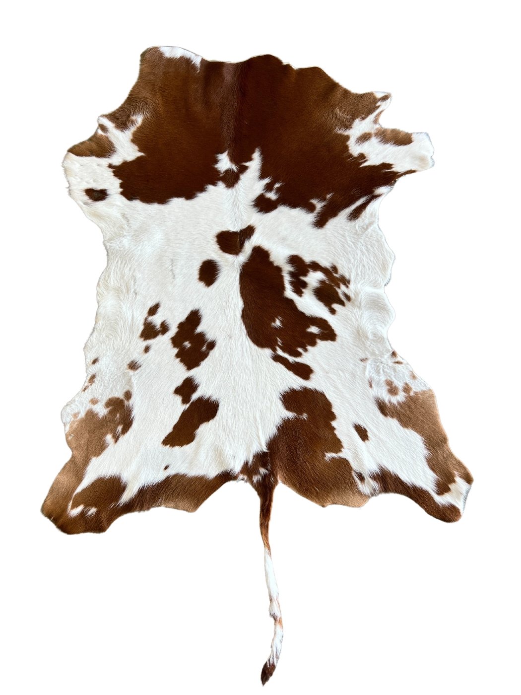 Calf Hide - Brown and White with Tail - Hides & Leather Store - By Trahide - Calf Hide